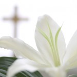 White Flower near Christian Cross