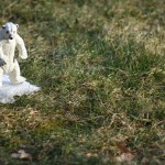 Climate Change Polar Bear