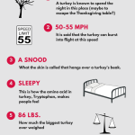 7 Fun Facts About the Turkey